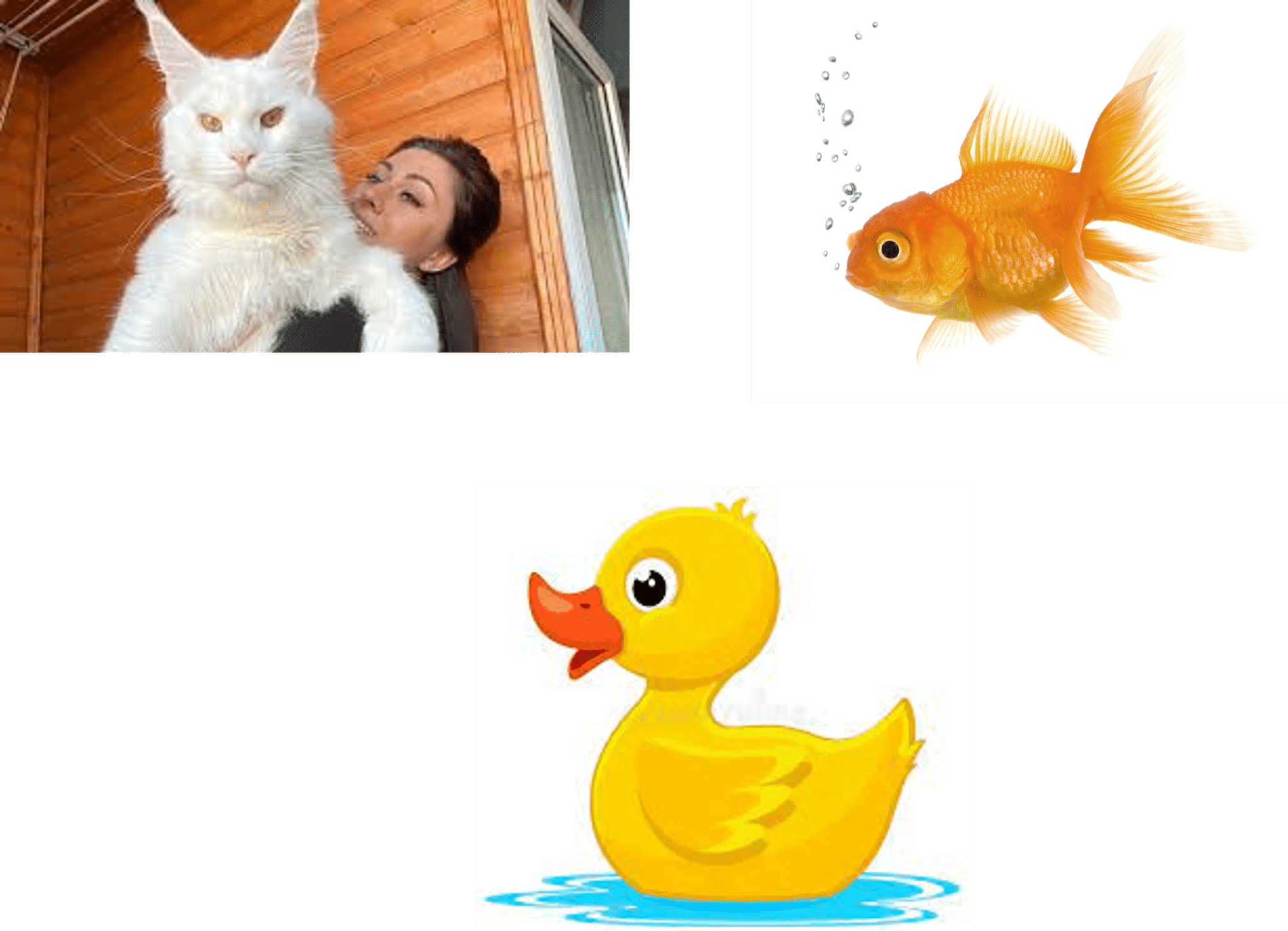 Will's Percy UFC Prizm #69